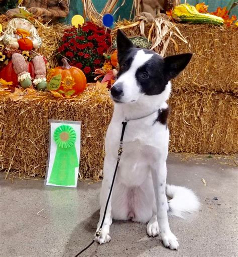 Canaan Dog Puppies - THE CANAAN DOG