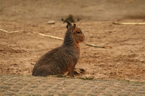 Mara,rodent,mammal,nature,free pictures - free image from needpix.com