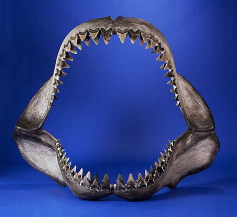 Amazing fossils at Heritage Auctions Natural History auction, May 20, 2012 - Boing Boing