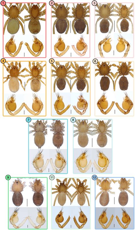 Morphological photographs of each cryptic species from Fig. 4. upper ...