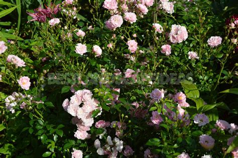 What are the Most Winter-Hardy Roses: a Cheat Sheet for the Novice Grower - Best Landscape Ideas