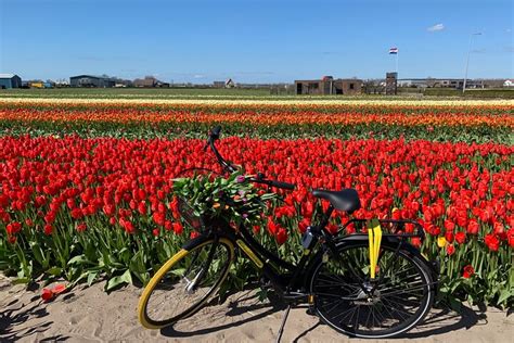 2024 (Lisse) Enjoy the tulip fields by bicycle with a local guide ...