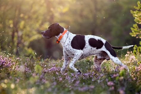 Hunting Dog Profile: The Iconic English Pointer | GearJunkie