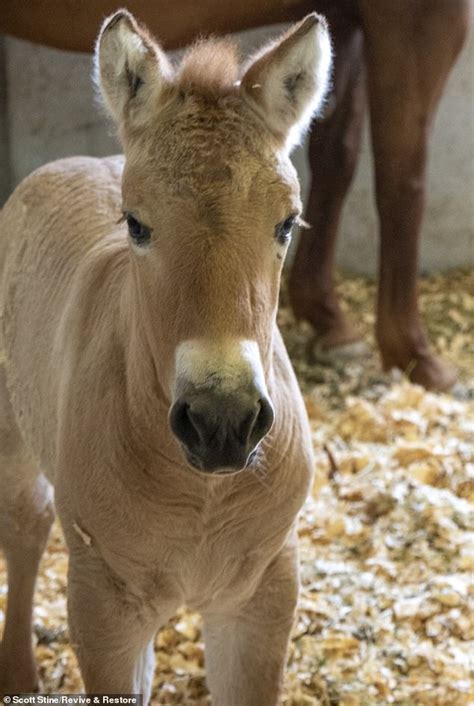 Scientists clone wild horse for the first time using 40-year-old DNA ...