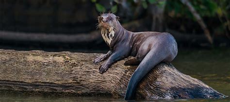 This month's mammal is not like the otters... - Nature and Culture International