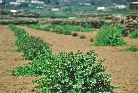 About Capers - How to Grow, Harvest and Preserve Capers and Caper Berries