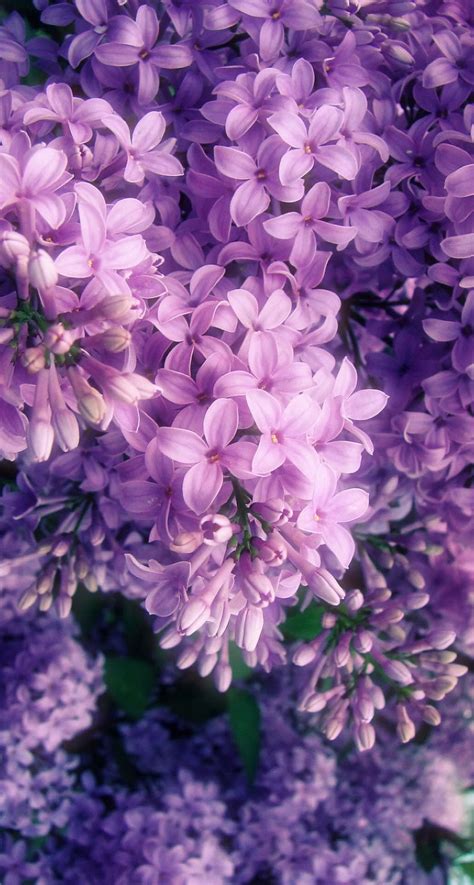 √ Aesthetic Purple Flowers