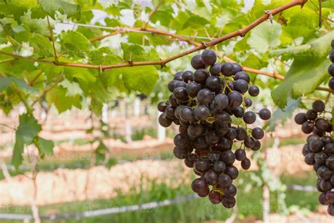 Red Grapes on the vine 13144640 Stock Photo at Vecteezy