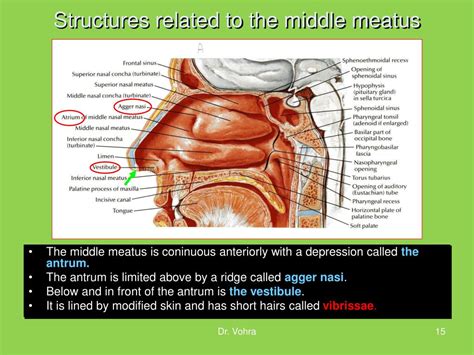 PPT - NASAL CAVITY AND PARANASAL SINUSES PowerPoint Presentation, free ...