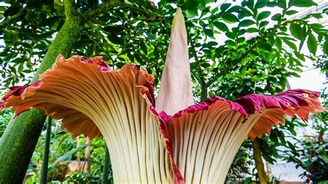 World's largest flower blooms in Belgium - CGTN