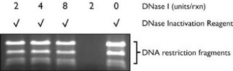 DNA- free ™ DNA Removal Kit