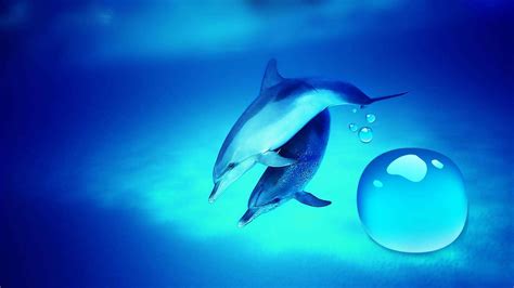 Dolphin 3D Wallpapers - Wallpaper Cave