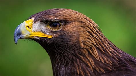 L’Aquila Reale, l’elegante e spietato rapace del Matese