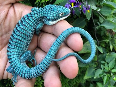 The absolutely stunning Mexican Alligator Lizard 🐊 (Endangered). : interestingasfuck