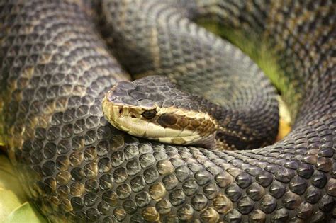 Water Moccasin Snake - Learn About Nature