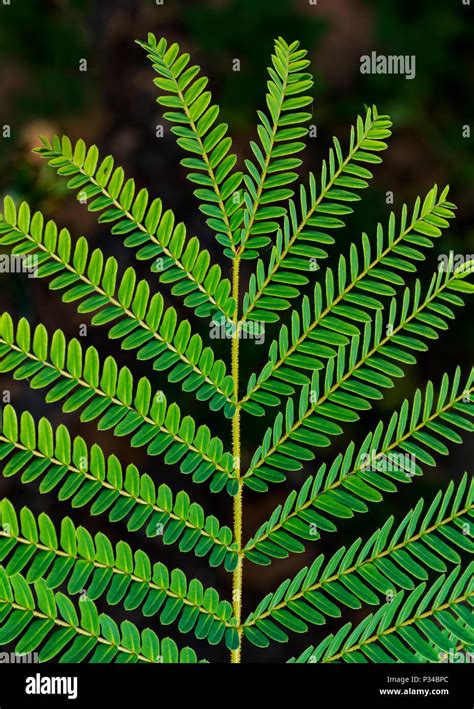 Bipinnate leaf hi-res stock photography and images - Alamy