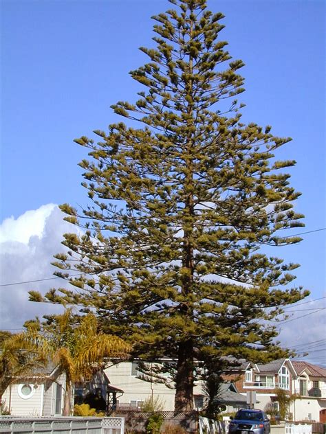 Trees of Santa Cruz County: Araucaria heterophylla - Norfolk Island Pine