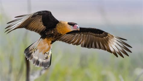 Crested Caracara in flight Wallpaper Hd : Wallpapers13.com