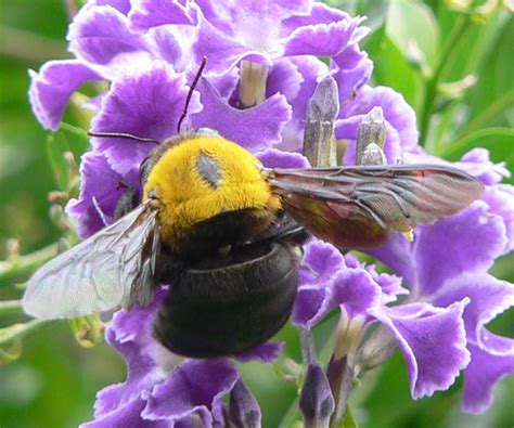 Carpenter Bee from Australia - What's That Bug?