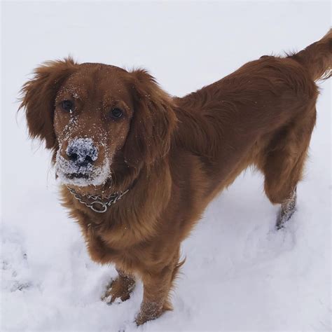 Irish setter golden retriever mix 10 months old. Loves the snow! : irishsetter