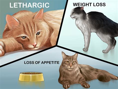 Pancreatitis and Cats - Fetching Foods