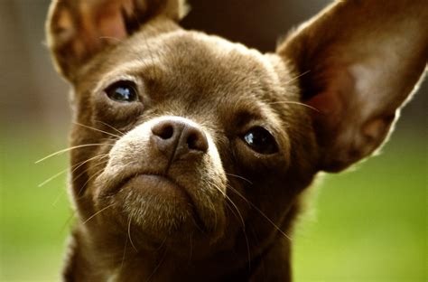 Meet Mooky, a 10-Pound Chihuahua Looking for Her Fur-ever Home - Pets Lovers
