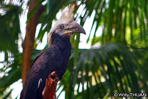 Phuket Zoo - PHUKET 101