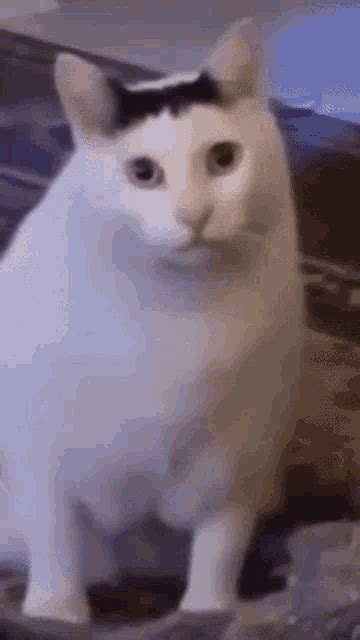 GIF-i na temo Cat Huh | Tenor