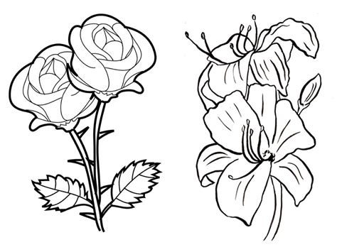 Flower Coloring Pages: 15 Beautiful Floral Patterns