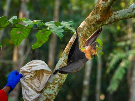 Nipah: Using sticks to find a fatal virus with pandemic potential ...