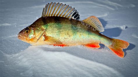 European Perch vs Yellow Perch: What’s the Difference? - eatingthewild.com