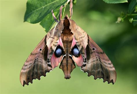 Blinded Sphinx (Lepidoptera of The Middlesex Fells (Middlesex Co., MA ...