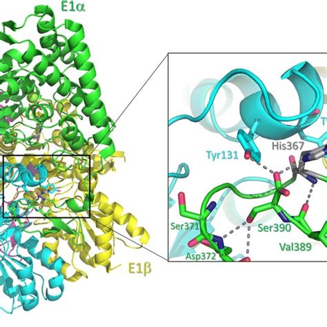 Three-dimensional structure of human pyruvate dehydrogenase (E1... | Download Scientific Diagram