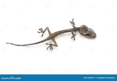 Dead lizard stock image. Image of decay, animal, creature - 61065461