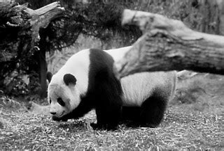 Giant Panda Bear Again | Minolta XD7, Tamron 70-210, Tri-X@1… | Flickr