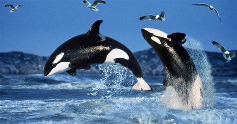 orcas-jumping - Deception Pass Park Foundation