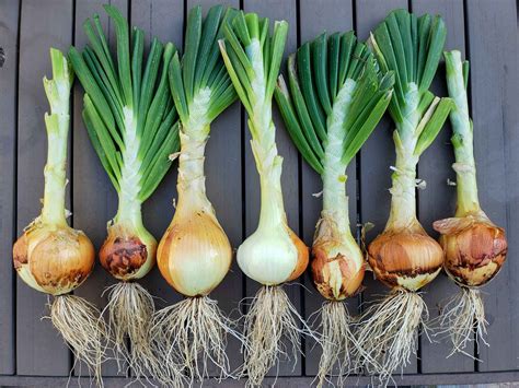 How to Grow Onions: from Seed or Sets to Harvest ~ Homestead and Chill