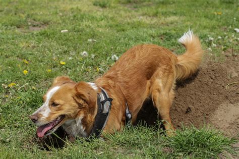 Why Do Dogs Dig Holes and How to Stop Them » The Money Pit