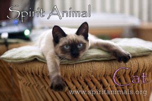 Cat Spirit Animal - Characteristics and Meaning - Spirit Animals