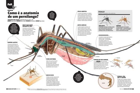 The anatomy of a mosquito | Anatomy, Insect anatomy, Mosquito