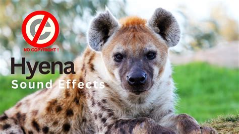 Hyena sound effect no copyright | Hyena barking, whooping, laughing ...