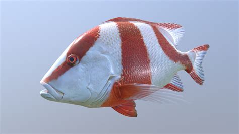 Red Emperor Snapper - 3D model by 3dsam79 [1b28454] - Sketchfab