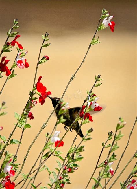 Hummingbird Pollination Feeding Flowers Stock Photo - Image of pollen, hummingbird: 182194766