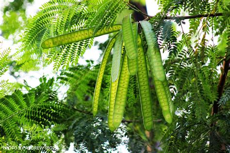 Ako si ANDREW IBOT!: Ipil-ipil (Leucaena glauca L.)