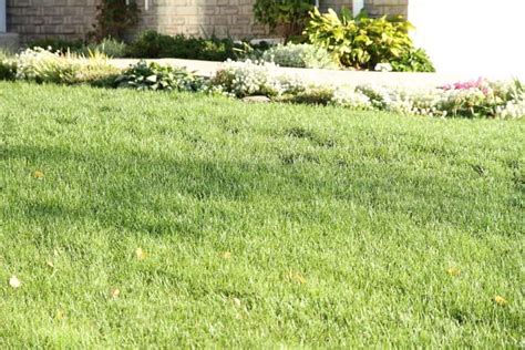 Lawn Top Dressing Service Near You: Best Way to Top Dress Lawns in Toronto | GTA