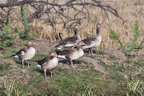 Greylag geese, India - Stock Image - C041/7367 - Science Photo Library