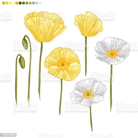 Bunga Poppy Kuning Dengan Latar Belakang Putih Vektor Bunga Musim Panas Ilustrasi Stok - Unduh ...