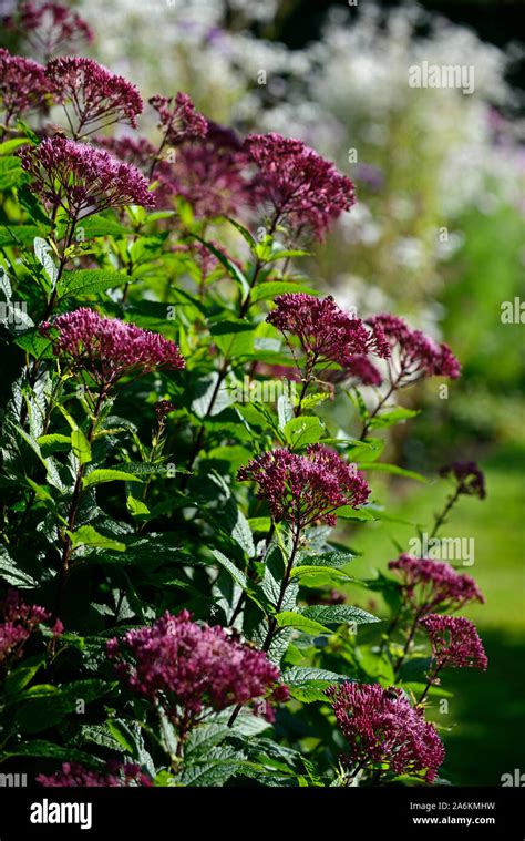 Eupatorium maculatum Atropurpureum Group,joe pye weed,mauve-pink flowers,purple stems,flowers ...