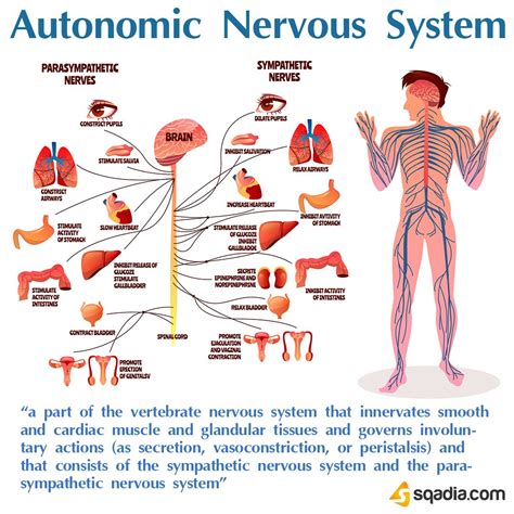 "a part of the vertebrate nervous system that innervates smooth and ...