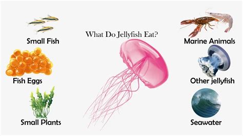 What Do Jellyfish Eat? | Feeding Nature